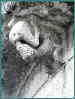 Mauriac06.jpg (19846 octets)